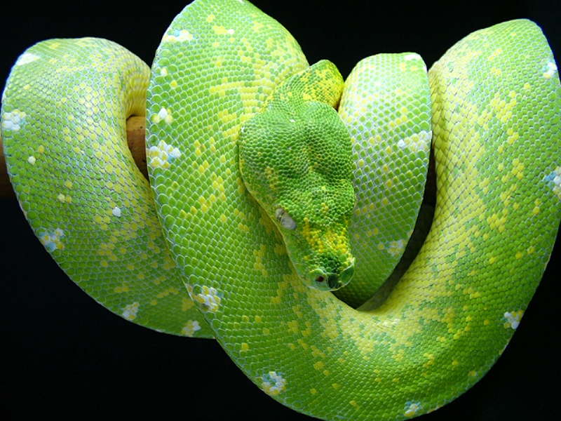Groene Boom Python Snake Wallpaper