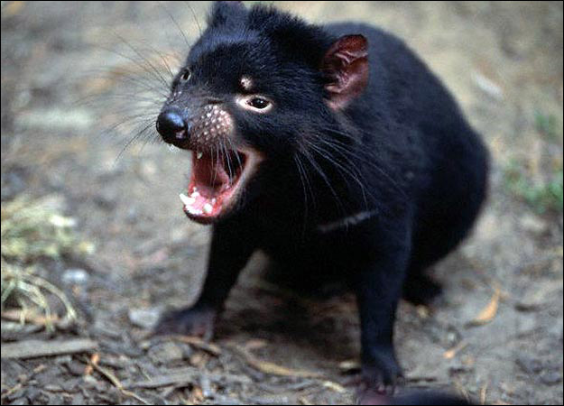 Tasmanian Devil Facts Pictures Diet Sounds And Video Australian