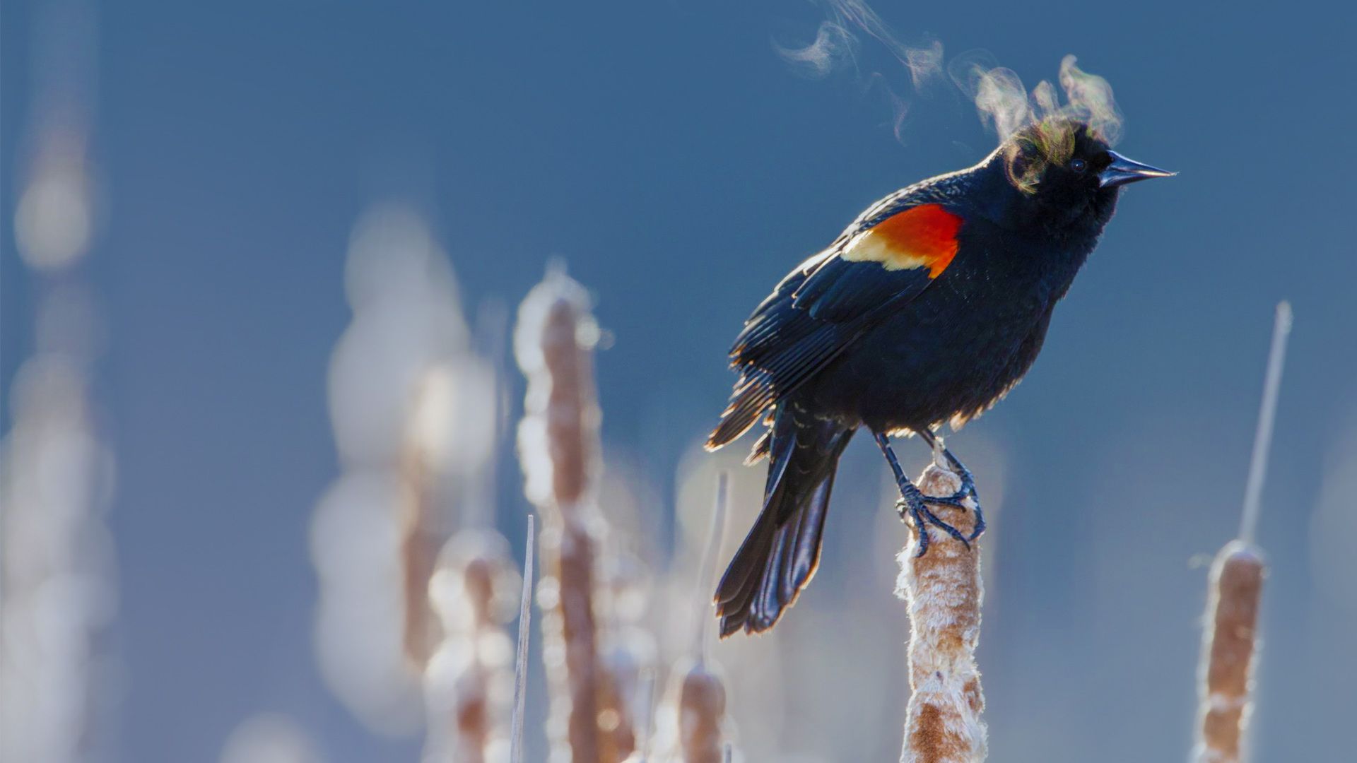 Adriano Ferreira On Bing Daily Photo Birds Bird Feathers