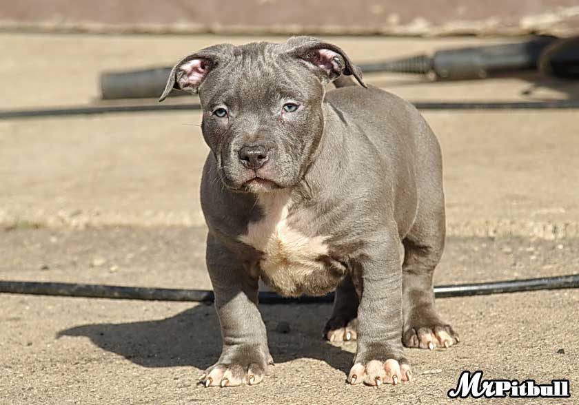Cute Puppies Pictures Jpg Mr Pitbull Has