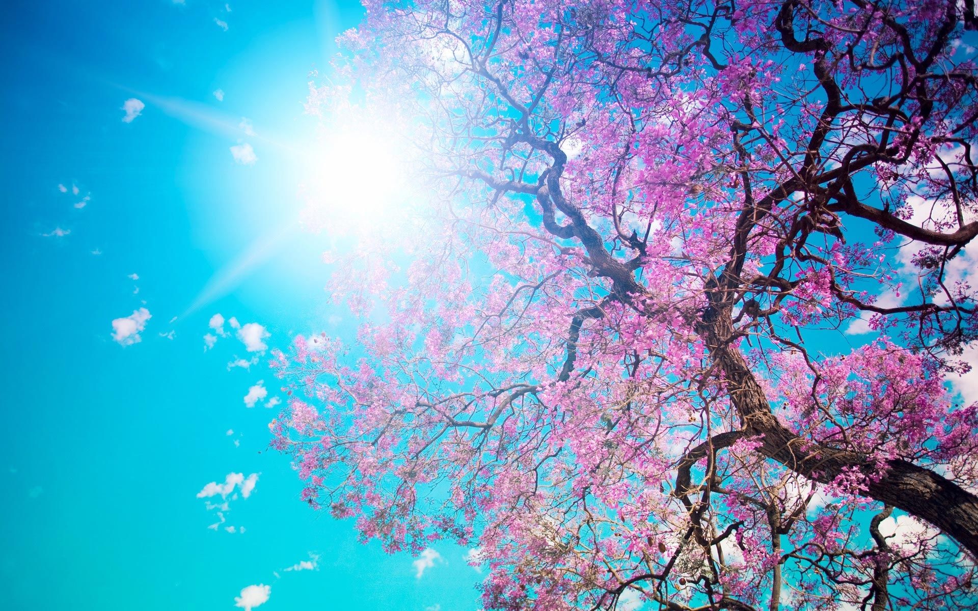 Spring Desktop Wallpaper Sakura High Resolution