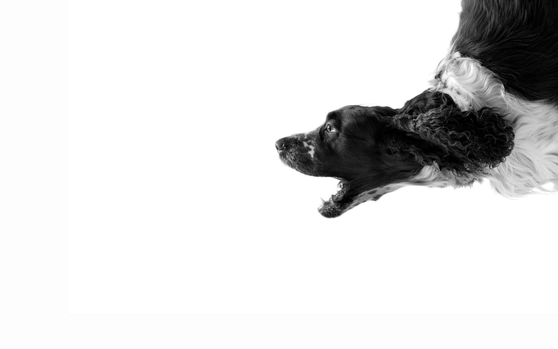 Black And White Dog With Background HD Wallpaper X
