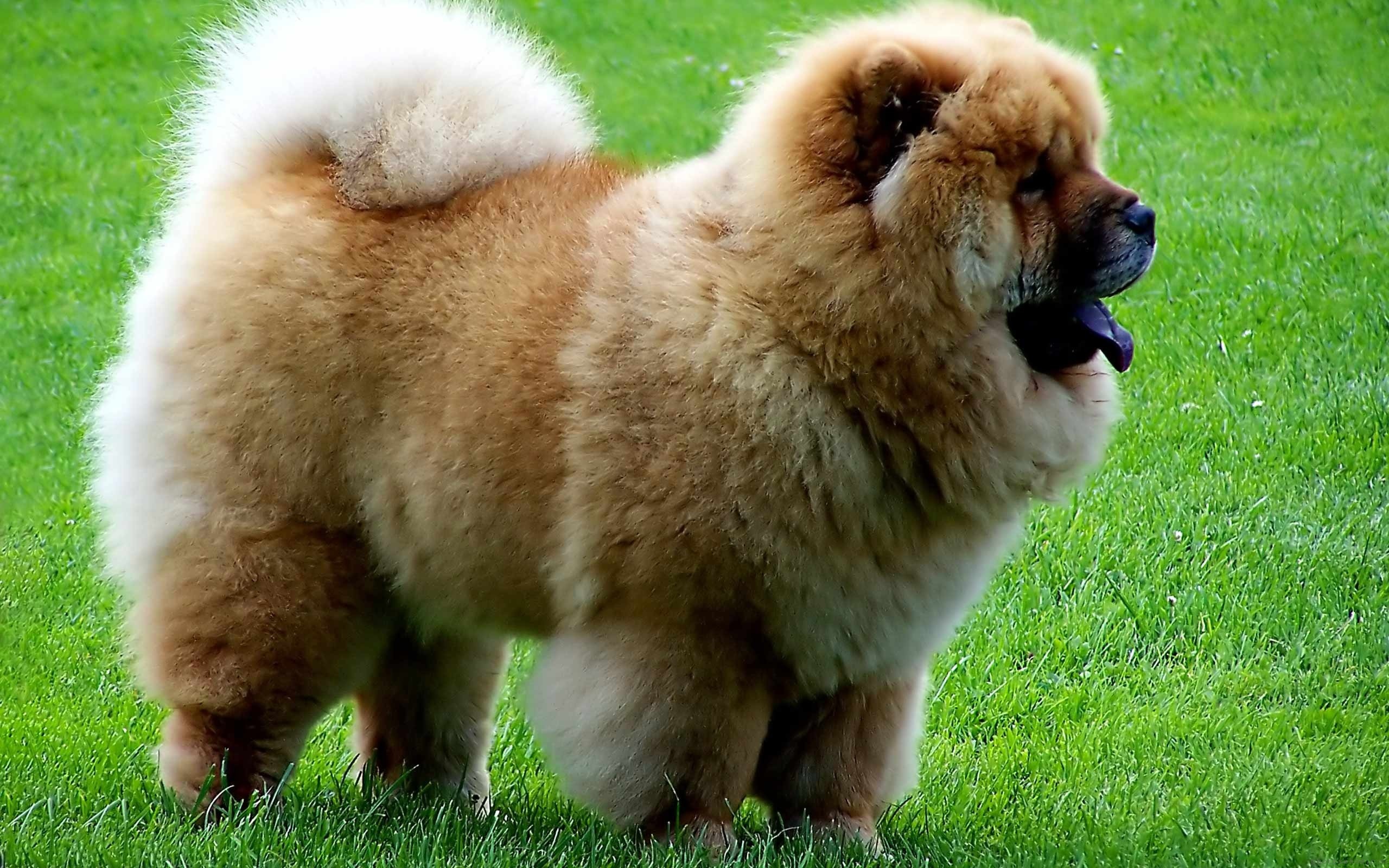 42 Chow Chow Wallpapers On Wallpapersafari
