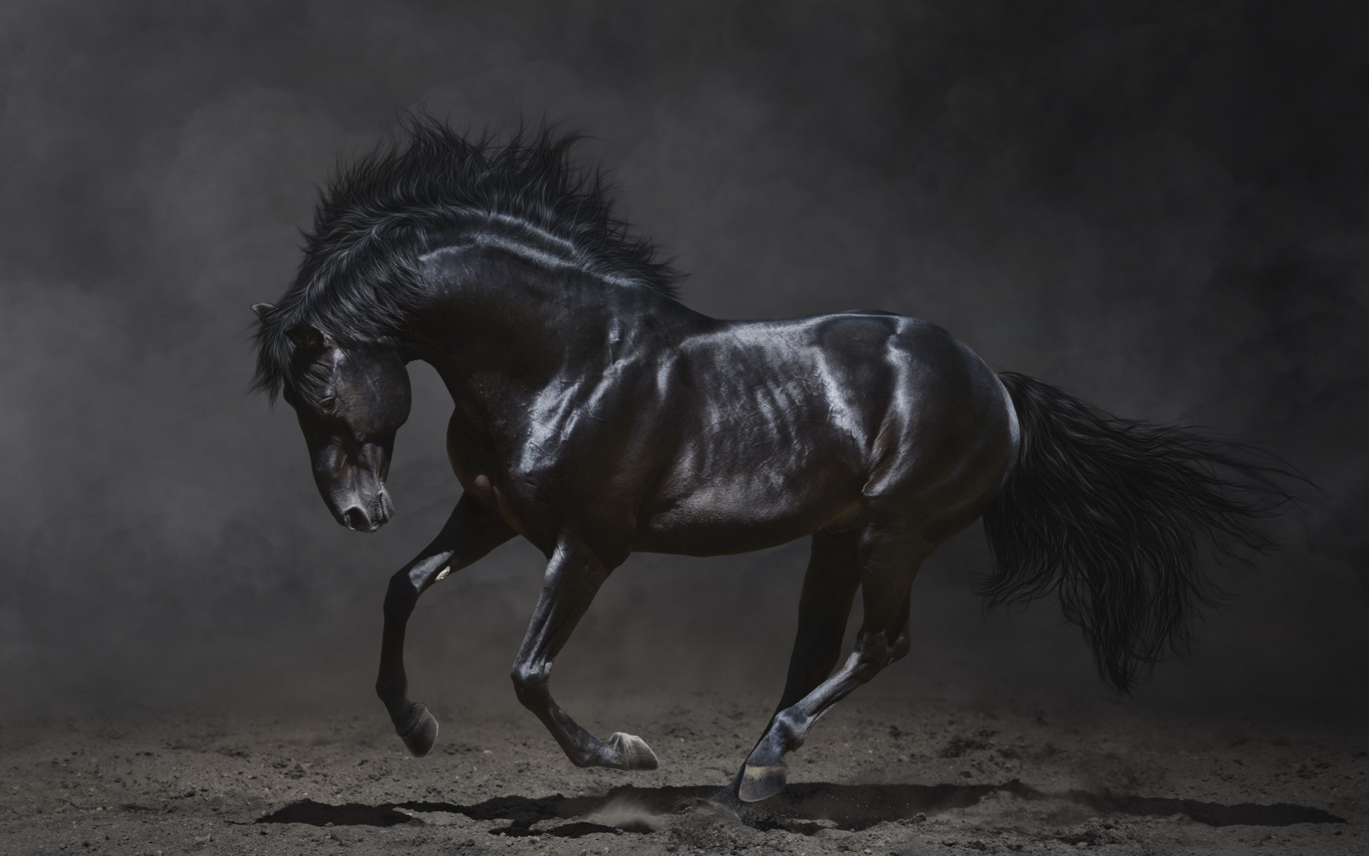 Amazing Black Stallion Wallpaper And Stock Photos