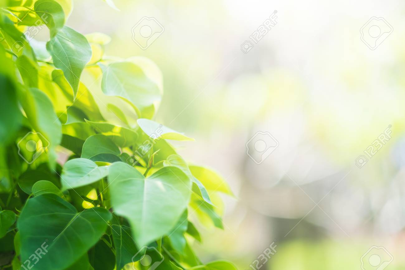 Green Bo Leaf Pho Bothi Sacred Fig Leaves V Shape