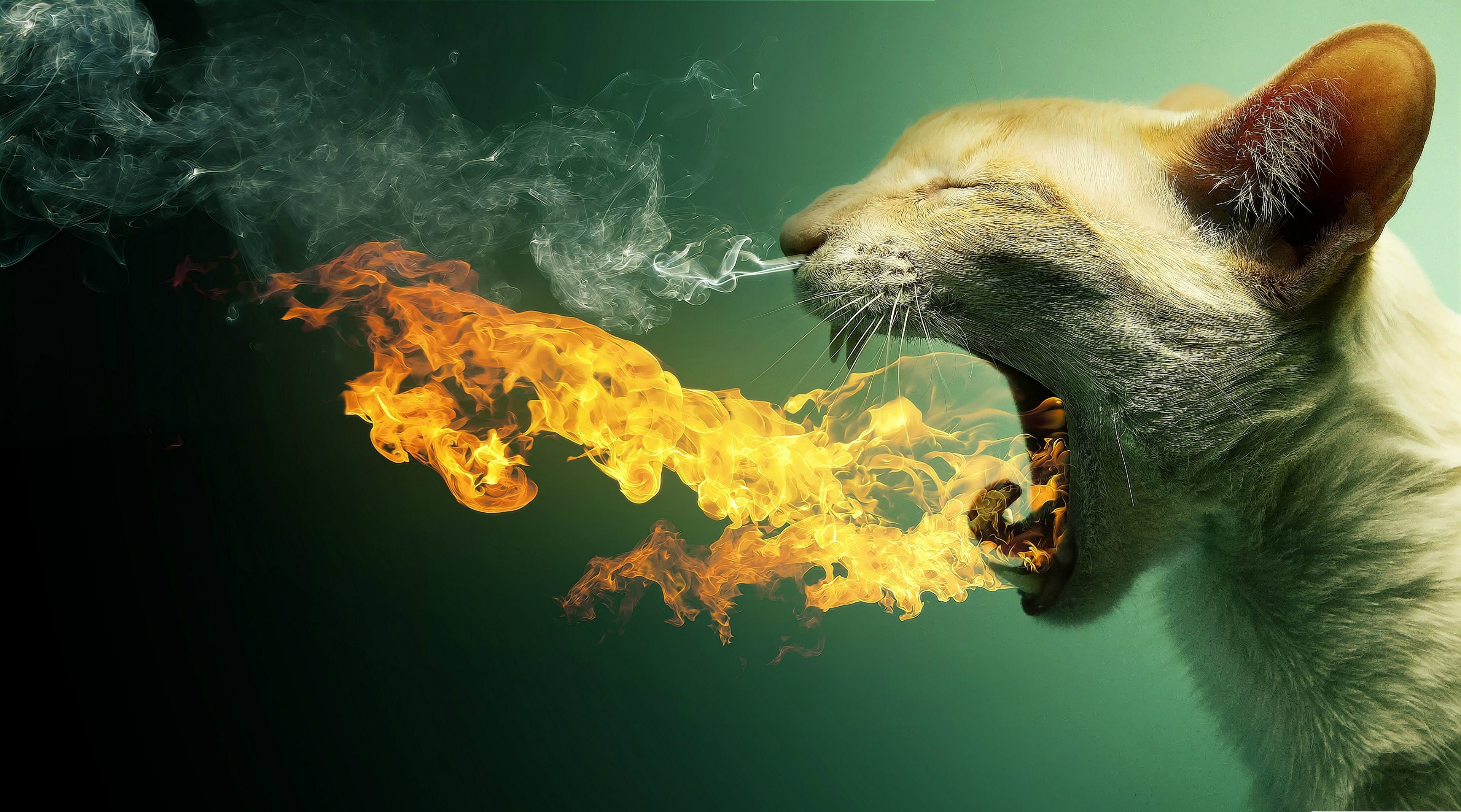 Cats Fire 4k Game Ultra HD Wallpaper Background
