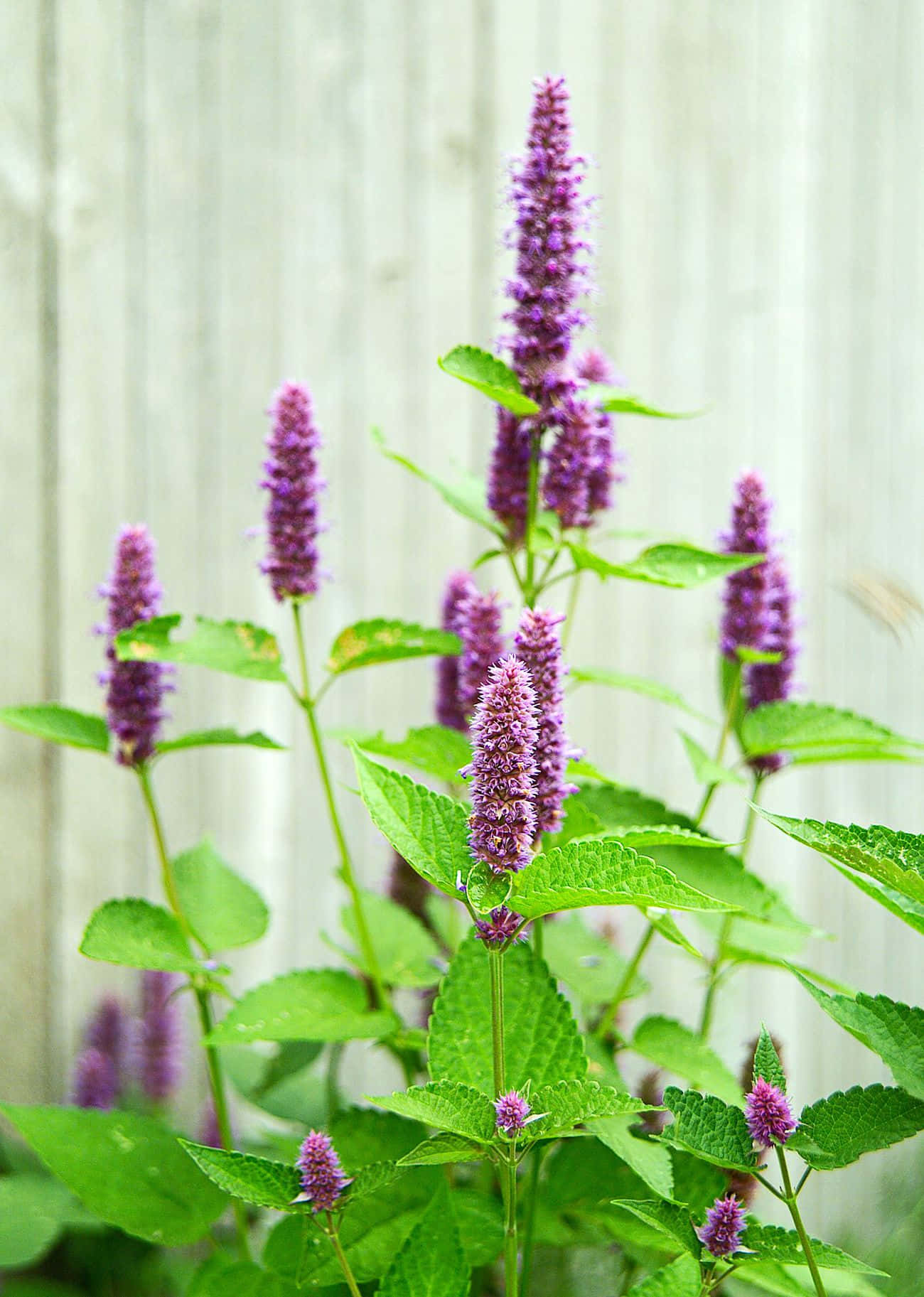 Purple Licorice X Wallpaper