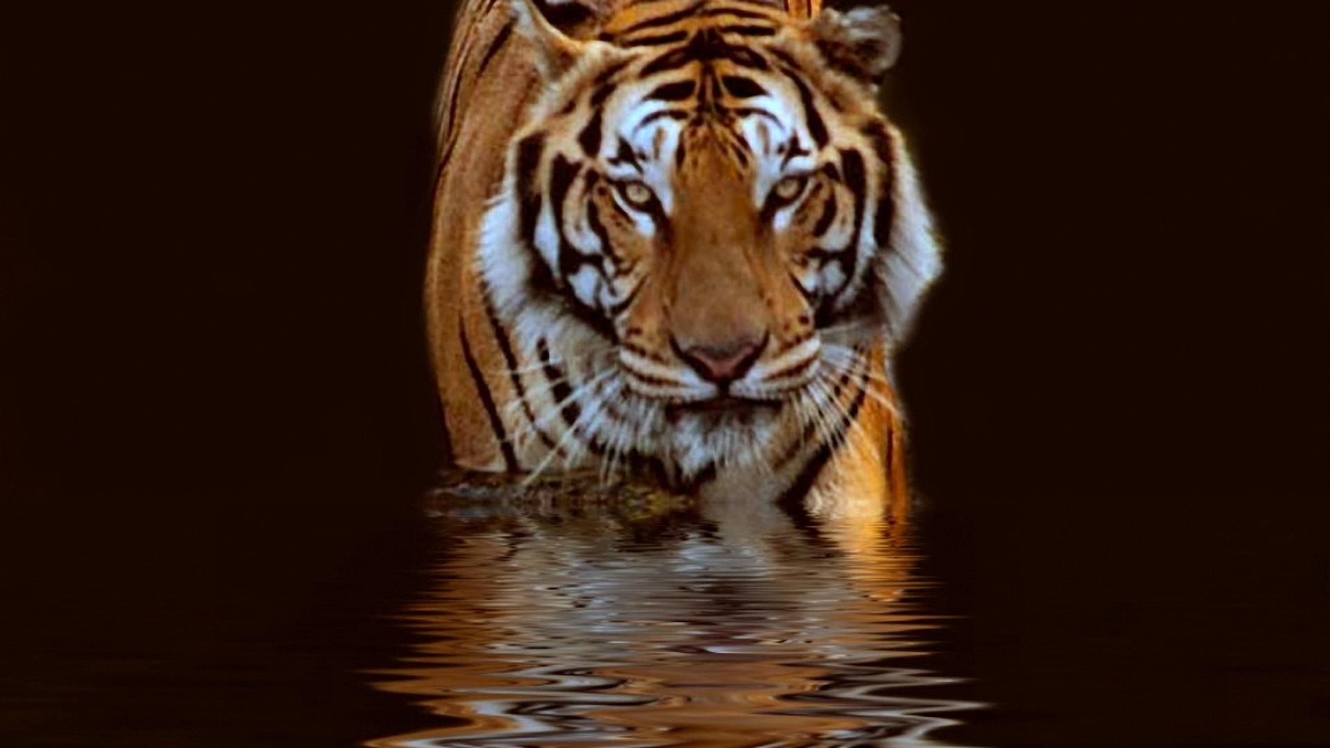 Animals Mix National Geographic Alafoto Wallpaper