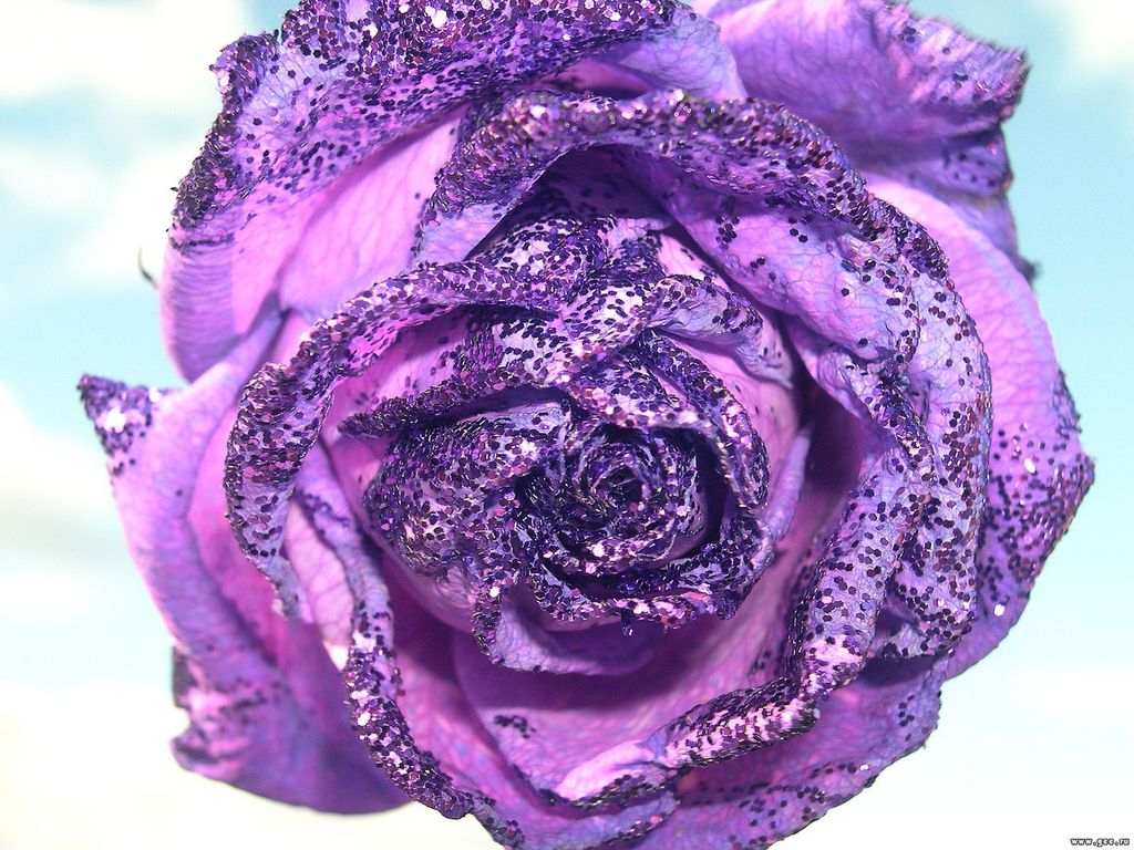 Beautiful purple Rose wallpaper   ForWallpapercom