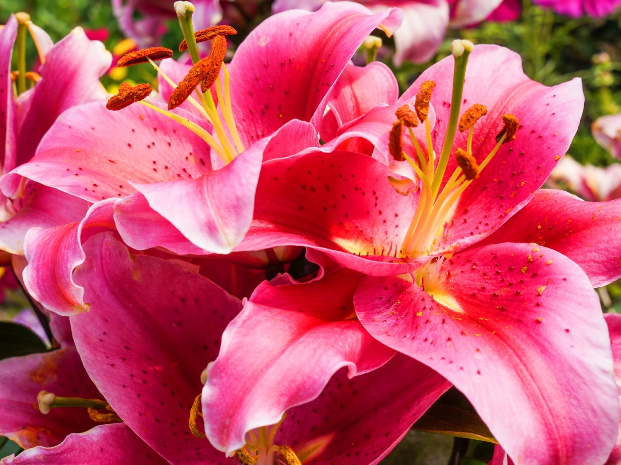 Gallery For Gt Pink Stargazer Lily Wallpaper