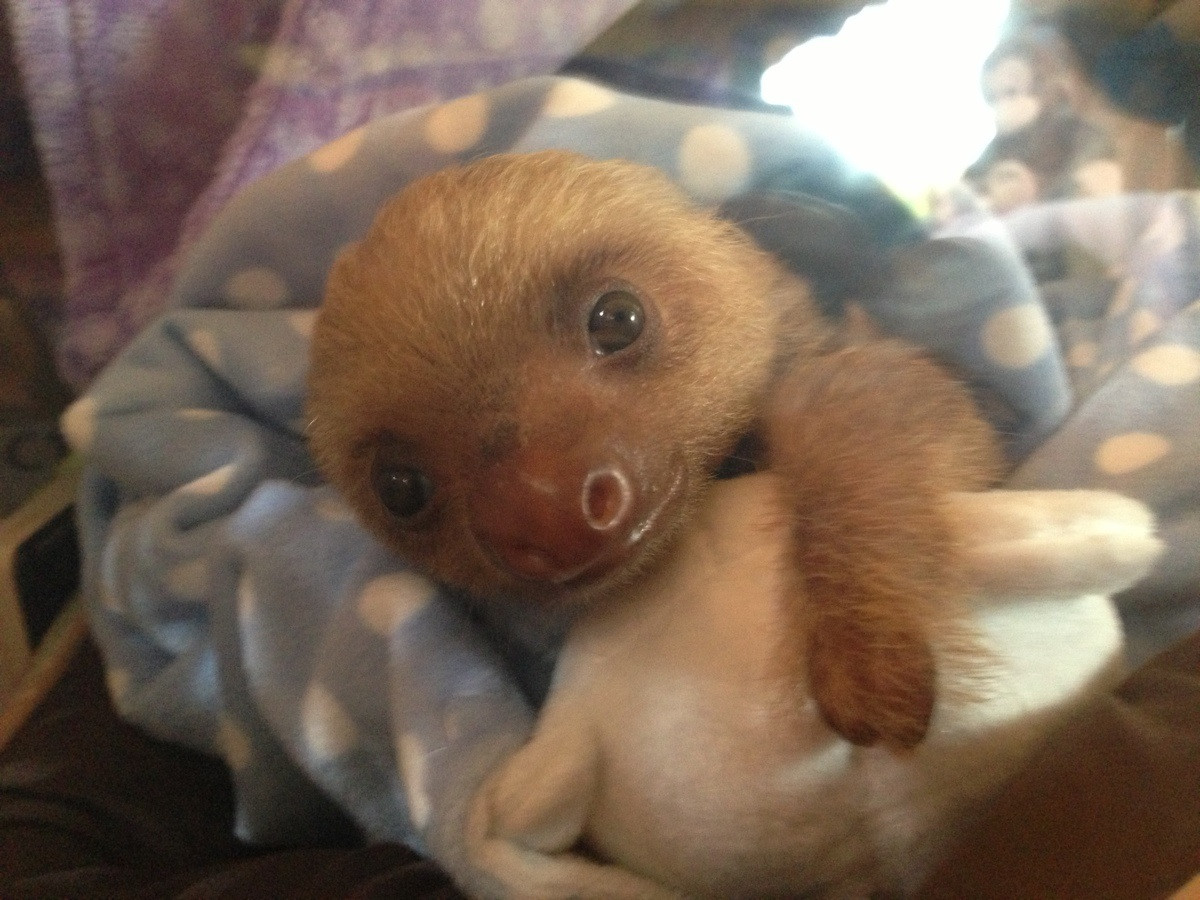 Cute Baby Sloths Taking A Bath / Sloths Only Poop Once A Week But They Make It A Good One Howstuffworks / Normally sloths do not need a bath as they have no odor.