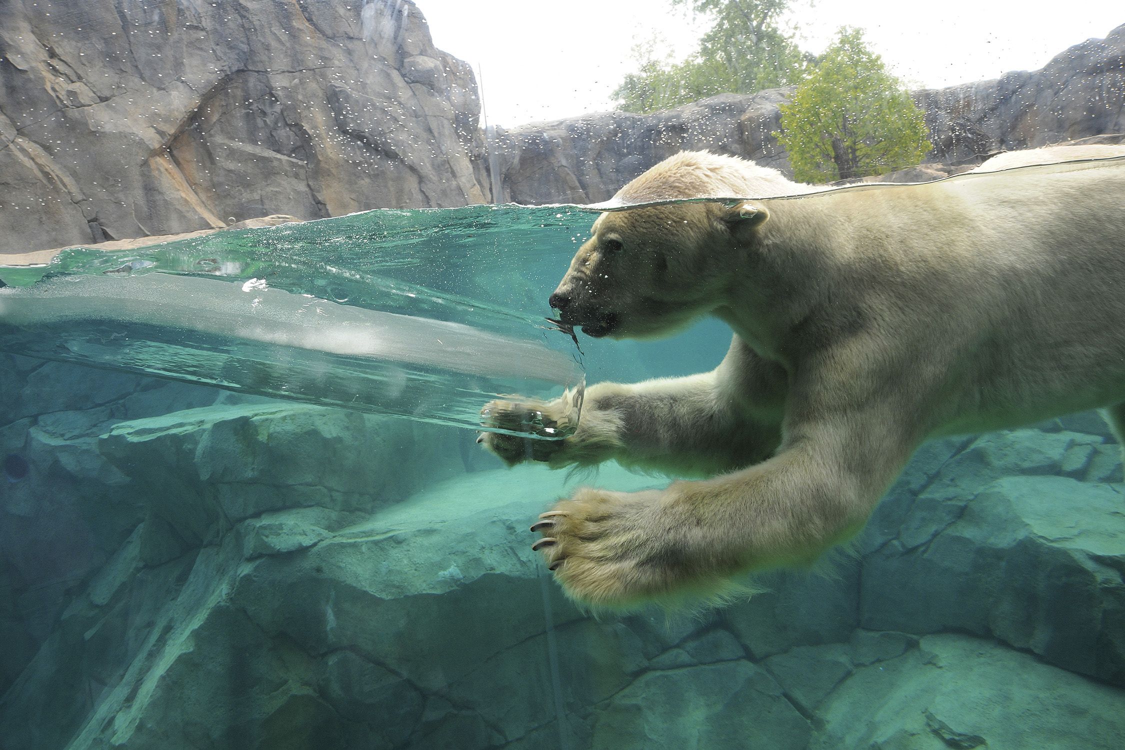 Zoo Animals Keep Their Cool Polar Bear Wallpaper