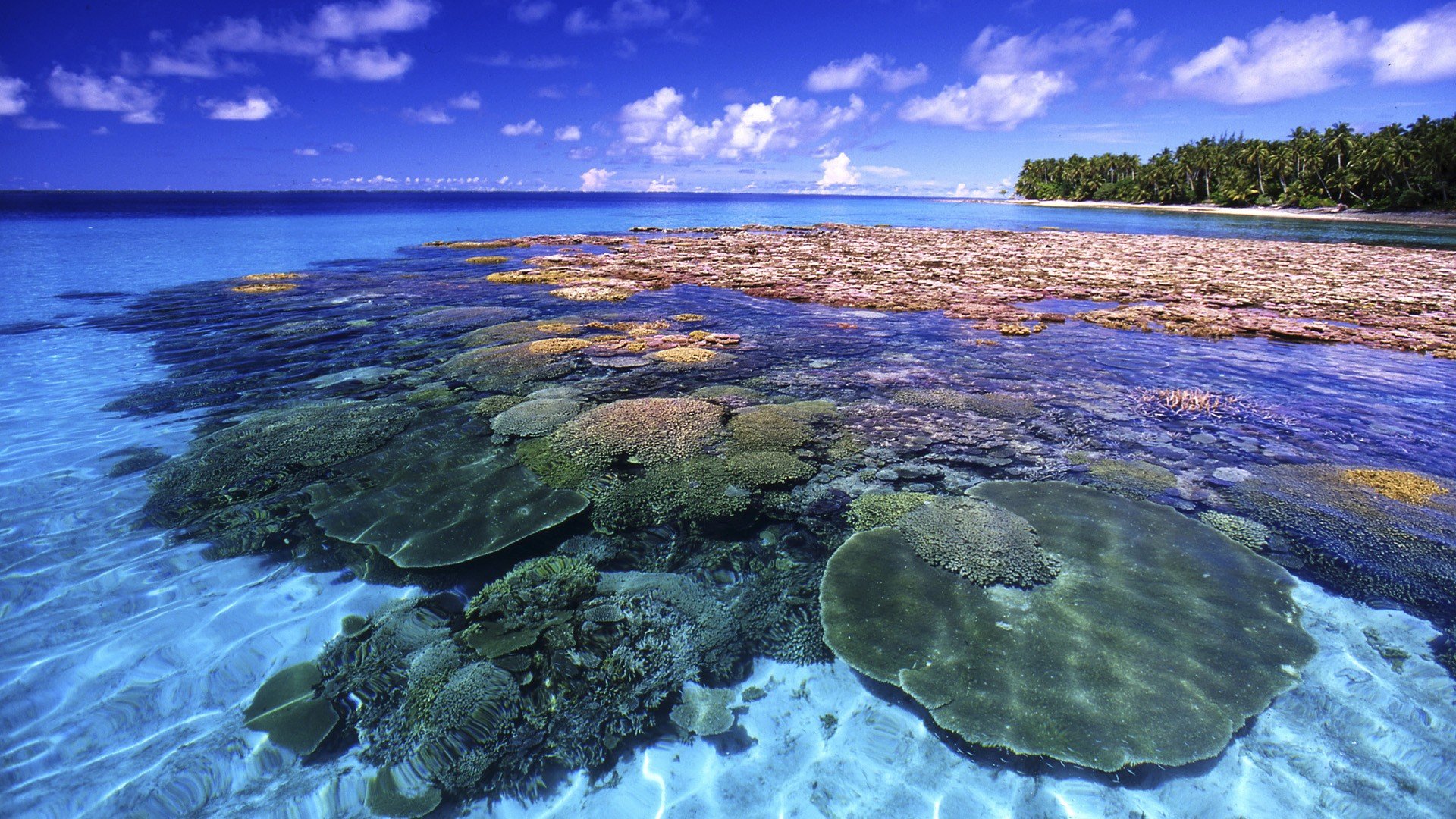 Great Barrier Reef Queensland Australia Beautiful Photos and