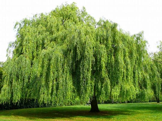 Weeping Willowtree