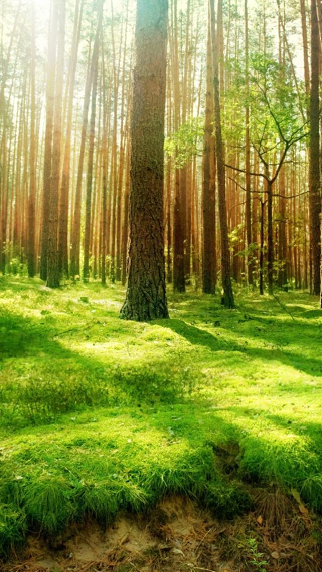 HD Wallpaper For Desktop Forest And Sunshine iPhone