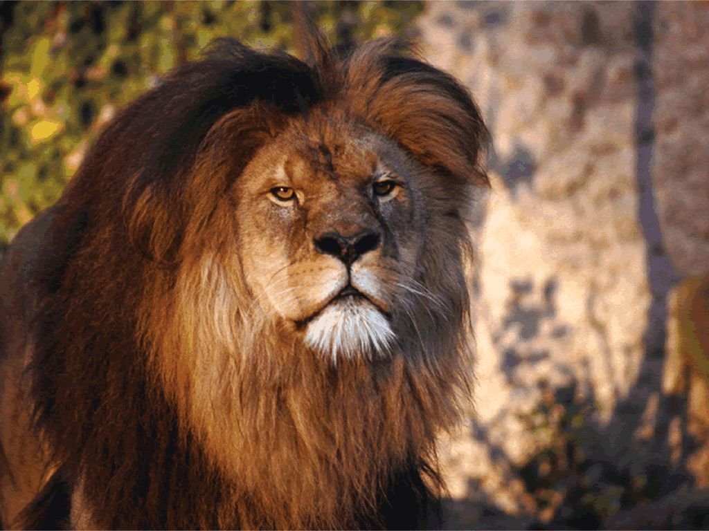 Two Lions HD Wallpaper Best Lion