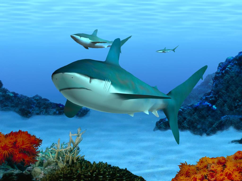 3d Marine Aquarium Screensaver