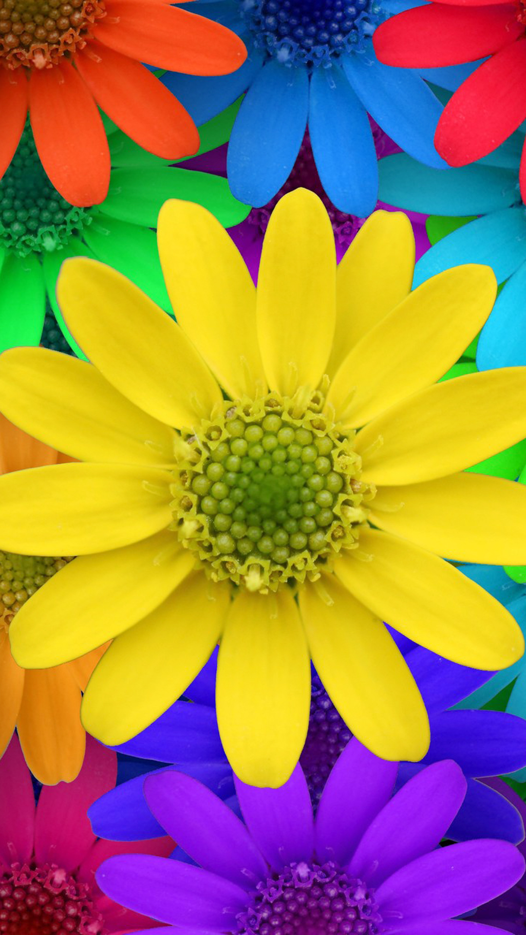 Colorful Flowers Wallpaper Related Keywords amp Suggestions