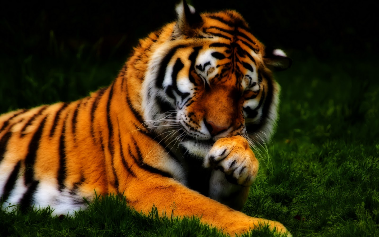 Fluffy Tiger With Superbe Orange Fur HD Wallpaper The