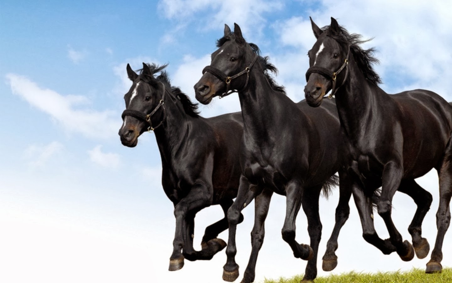 HD Wallpaper Horse Black Horses Running The Field