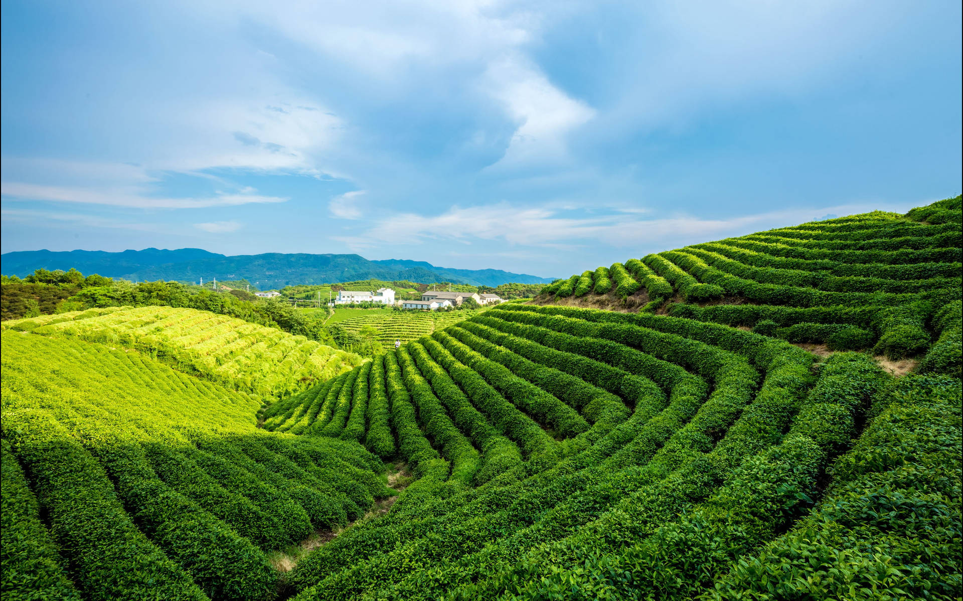Alpine Green Tea Garden Sdtl7ca6mqlmo925 Wallpaper