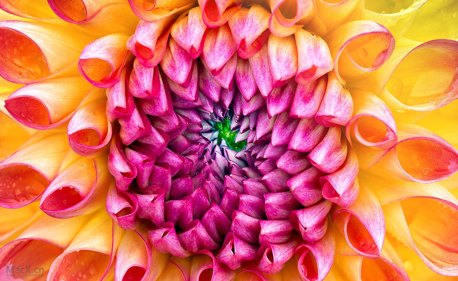  httphigh definition wallpapercomphotomac flower wallpaperhtml