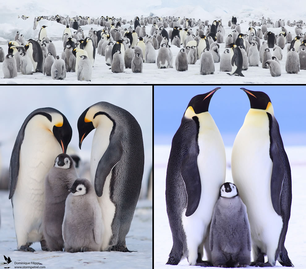 Family members of the penguins wallpaper