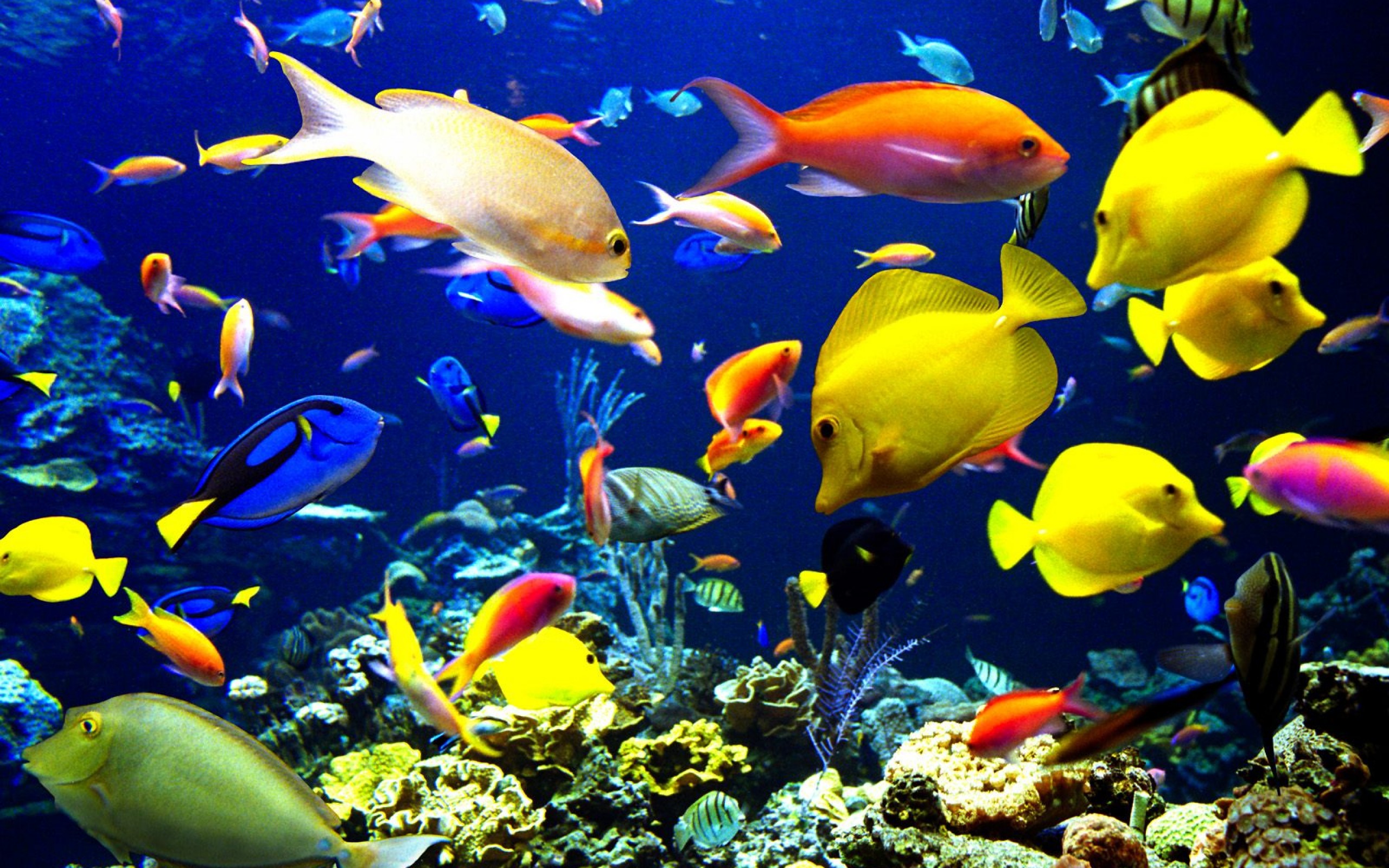 sea water fish wallpaper