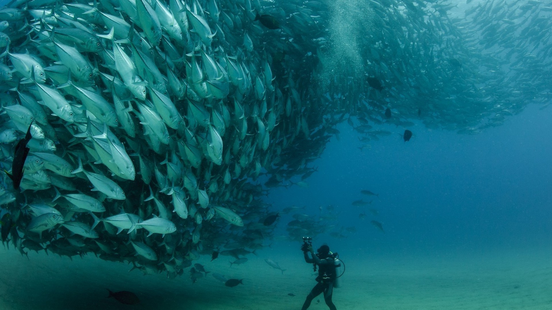 sea Fish Photography Animals Scuba Diving Nature