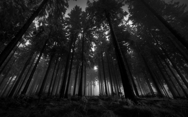 Black And White Landscapes Nature Trees Forest Wallpaper