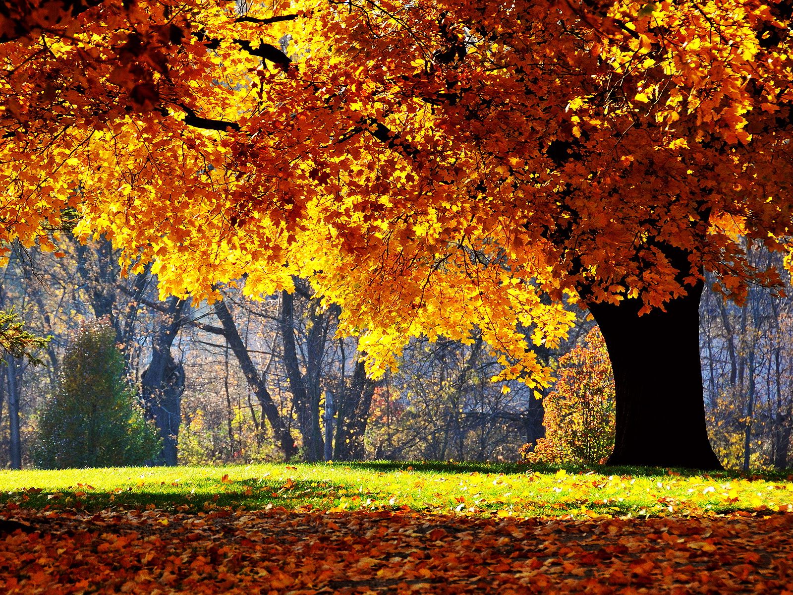 Oak Tree Desktop Wallpaper Autumn