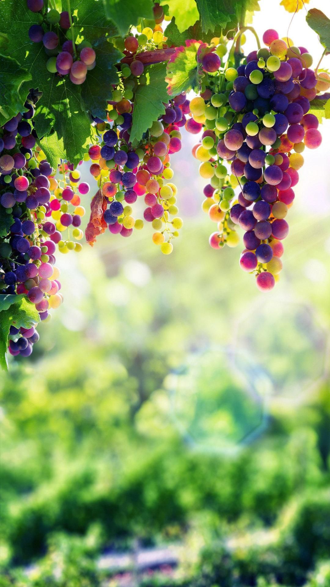Grapes Wallpaper Best 4k For Android