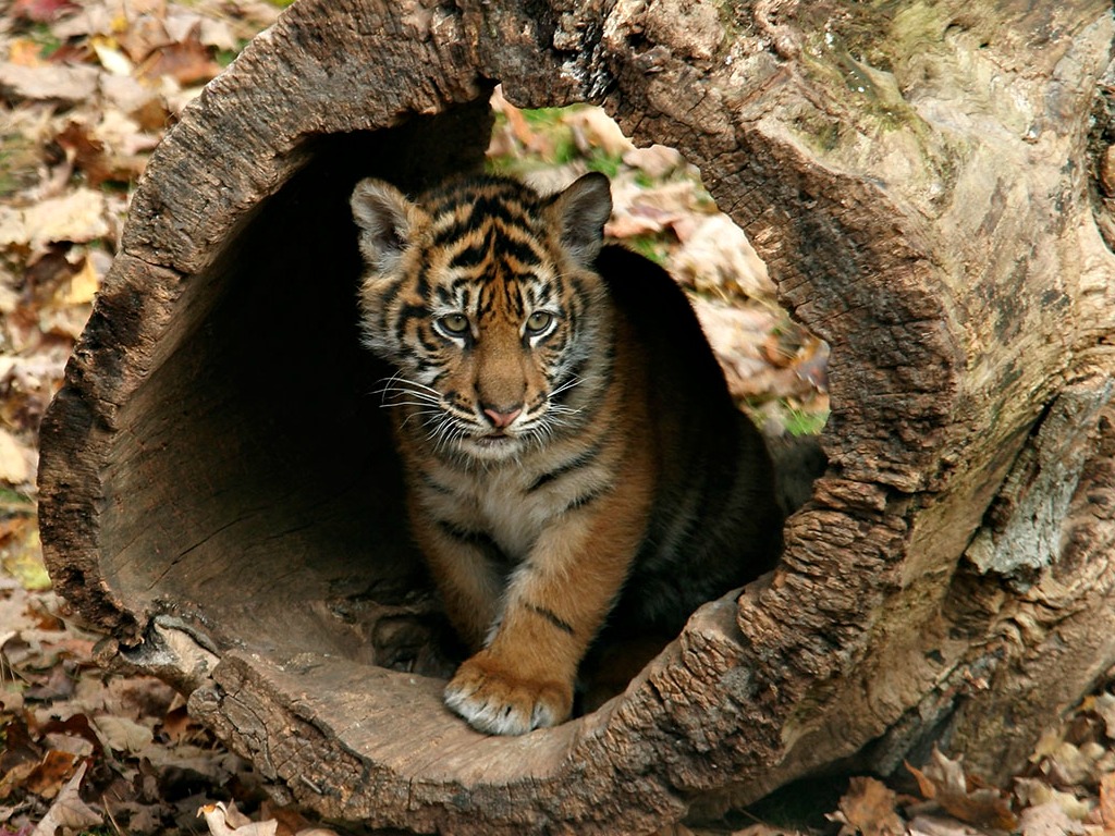 One Pic Baby Tiger Wallpaper