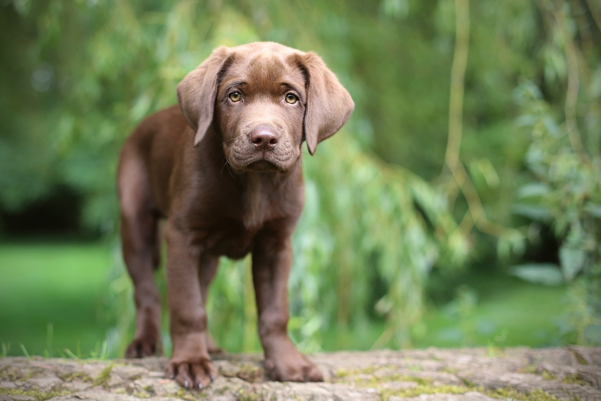 1920x1280 Chocolate Lab Puppy Wallpaper Background Image View