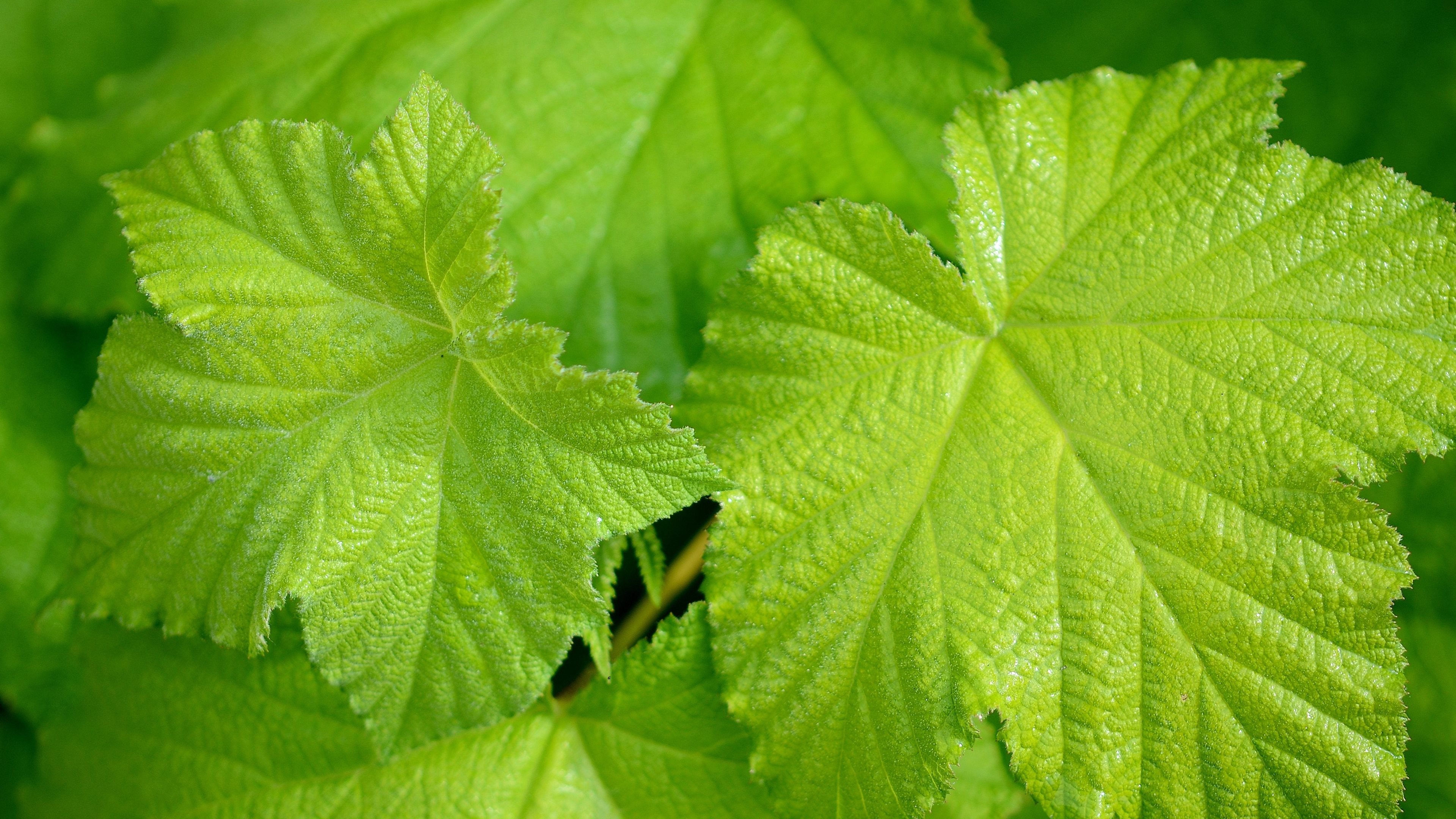 Photography That Have In The Spotlight A Casual Natural Green Leaf