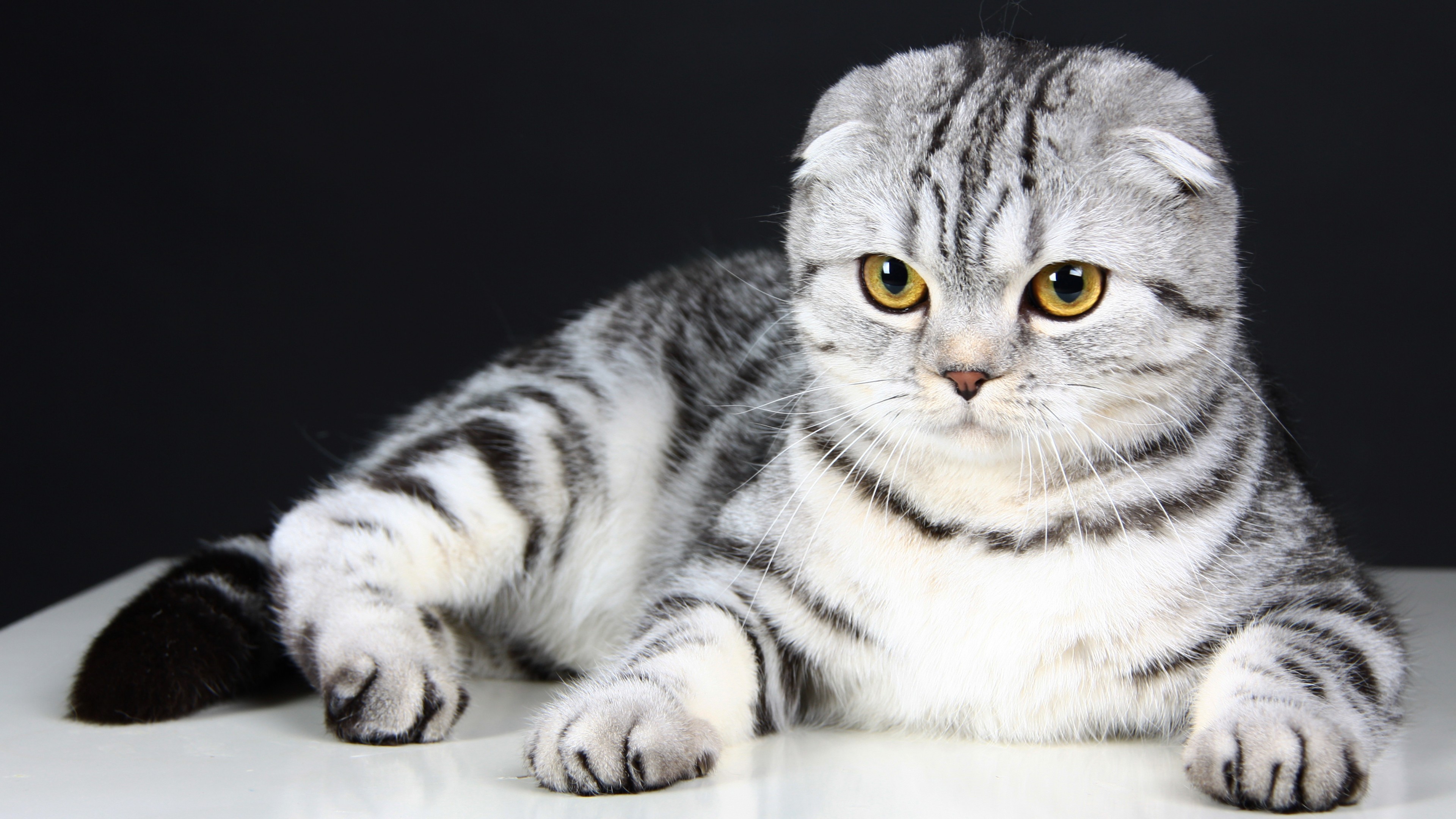 Wallpaper Scottish Fold Cat Kitten Eyes Gray Wool Cute