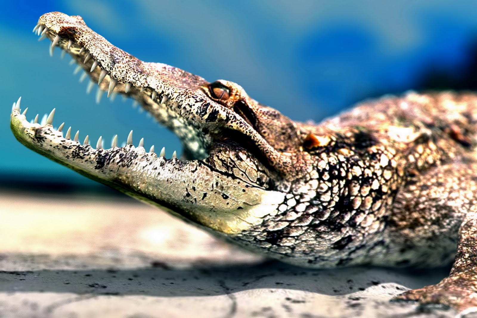 Wele To Fun2shh World Alligator Crocodile