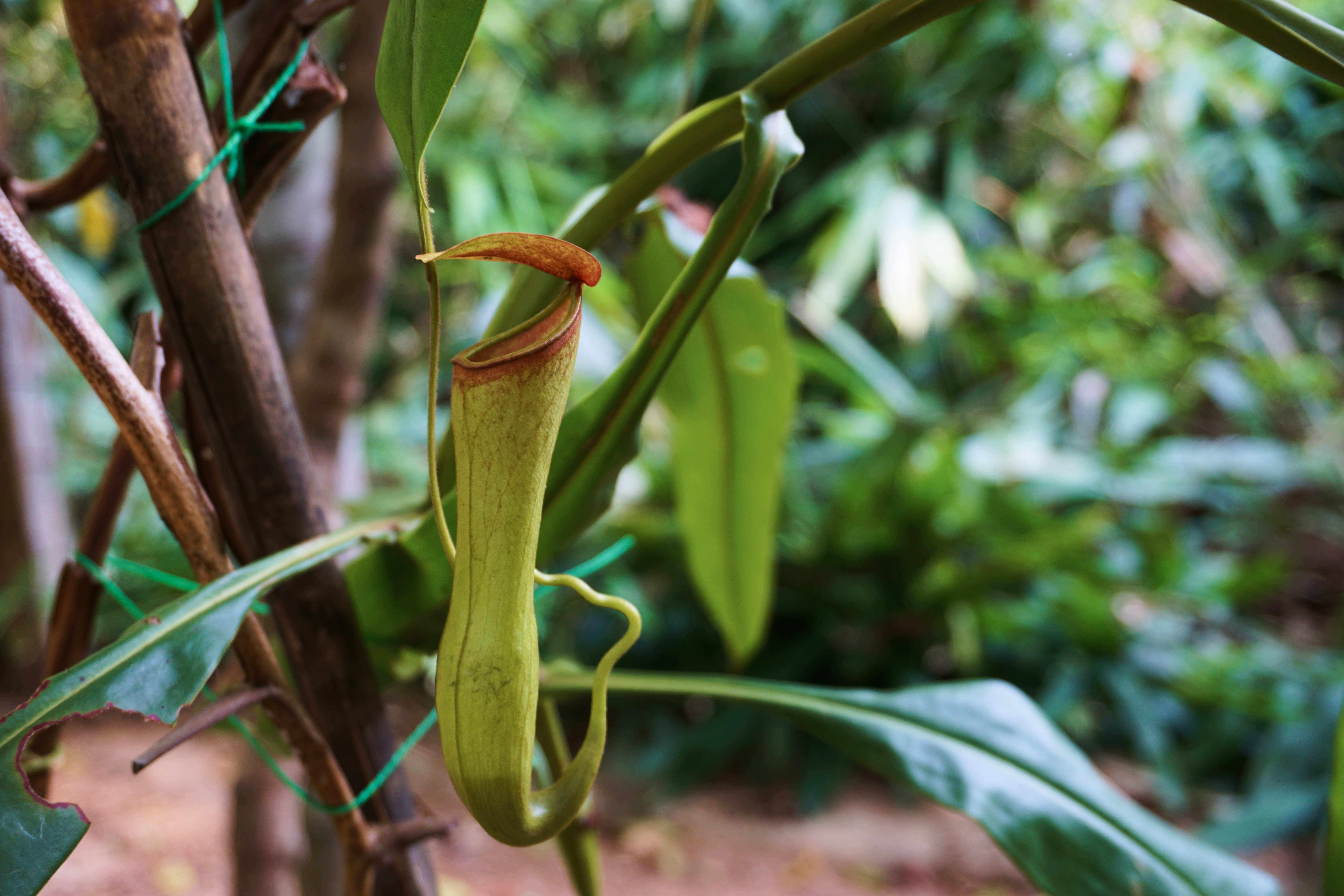 Nepenthes Tenax Wallpaper Image Photos Pictures Background