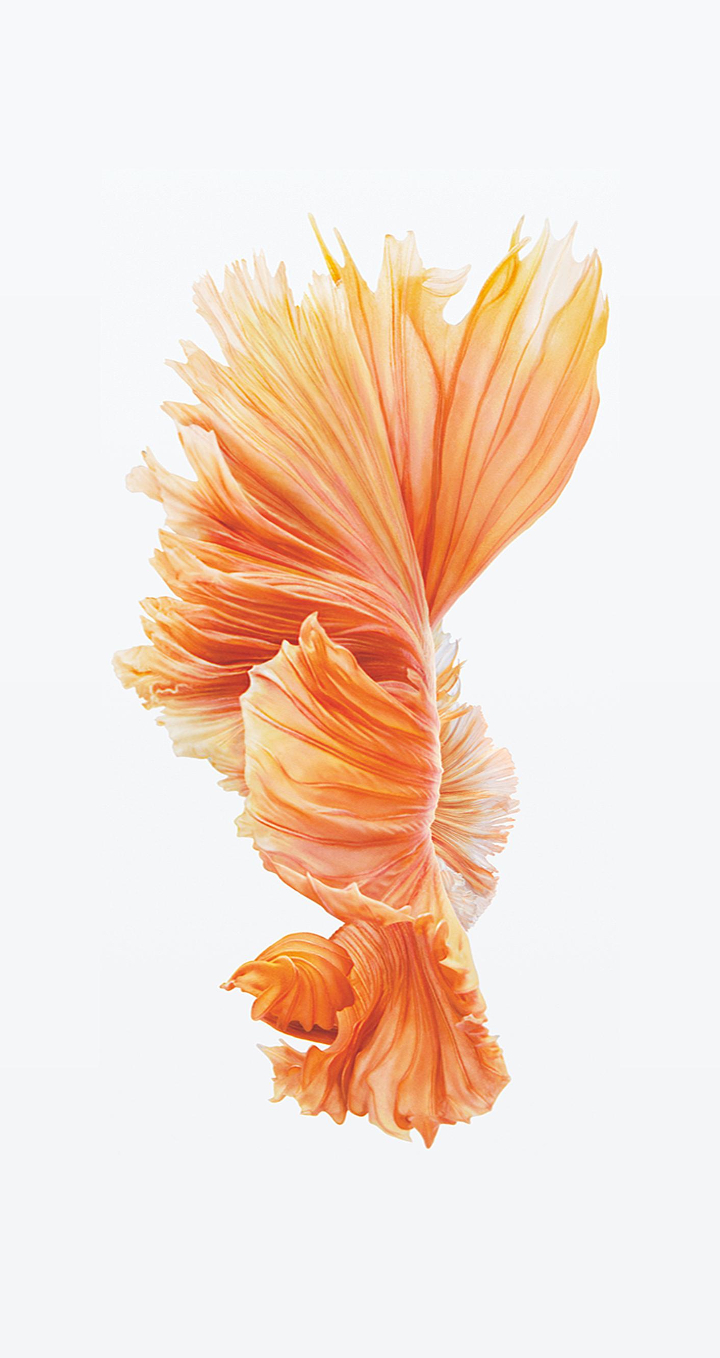 49 Dynamic Wallpaper Iphone 6s On Wallpapersafari