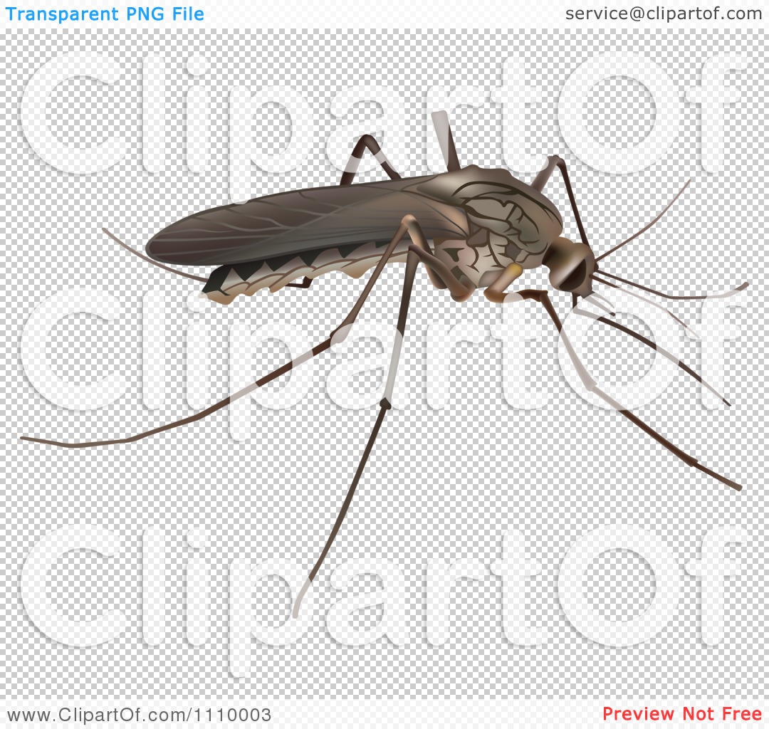 Clipart Brown Skeeter Mosquito Royalty Vector Illustration