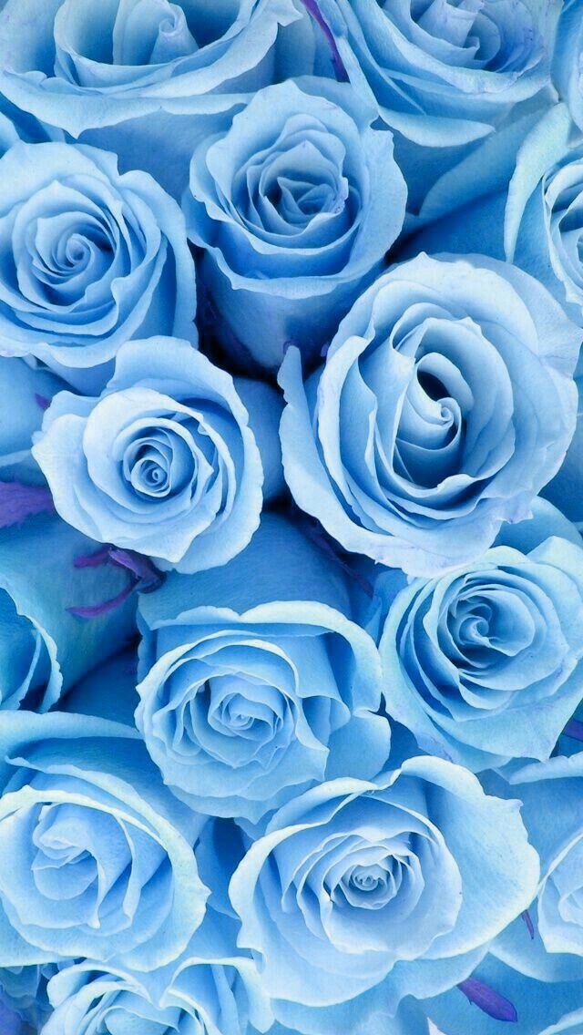 Flower Wallpapers iPhone Android Blue roses wallpaper