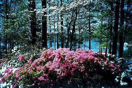 Flowers Photo Of Dogwood And Azaleas At Lake Hartwell Georgia
