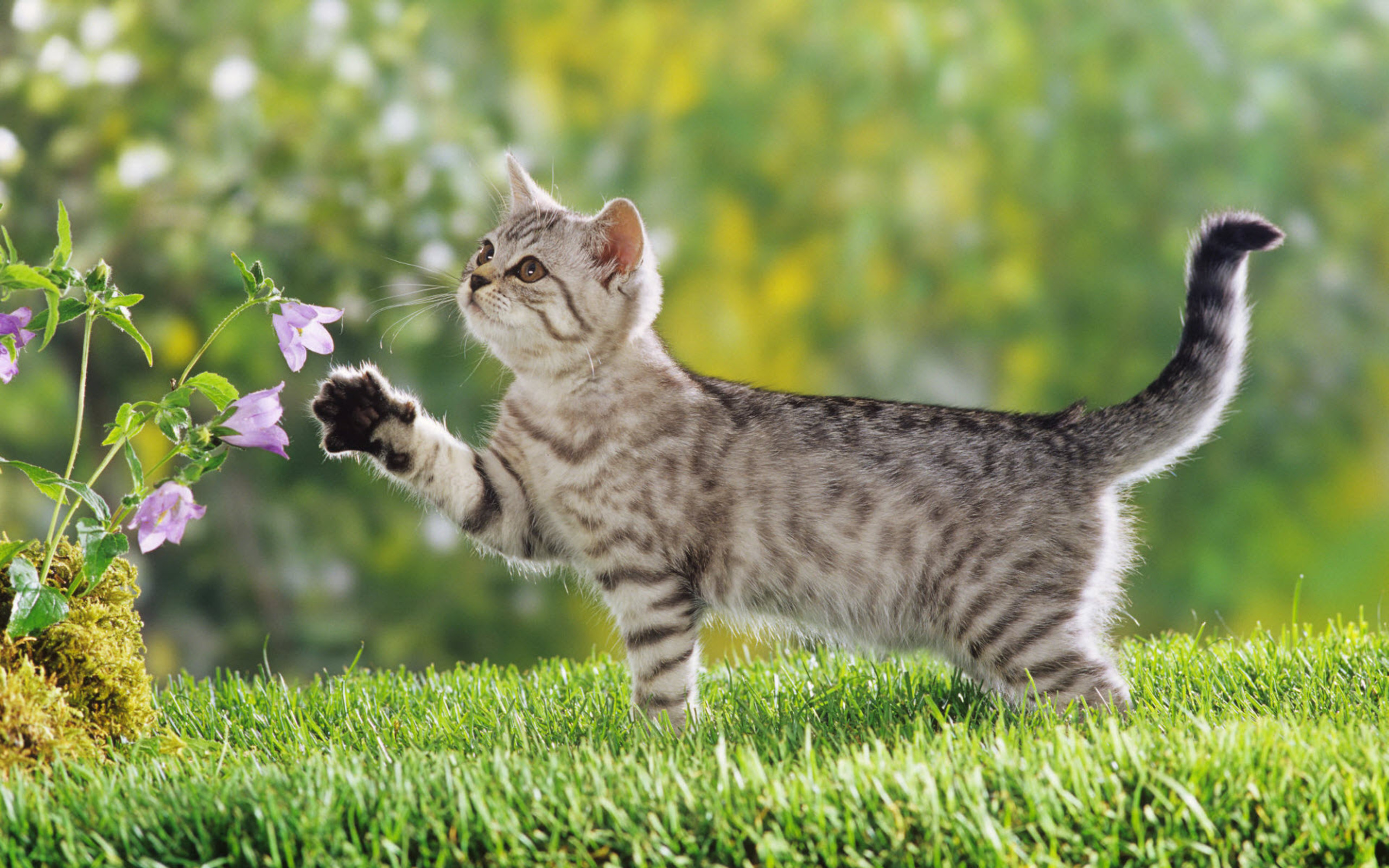 Cute Cat Wallpaper Download ImageBankbiz