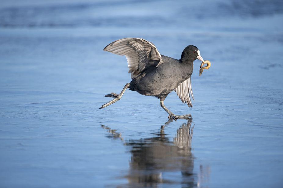 Wildlife Photographer Of The Year Highly Commended Image