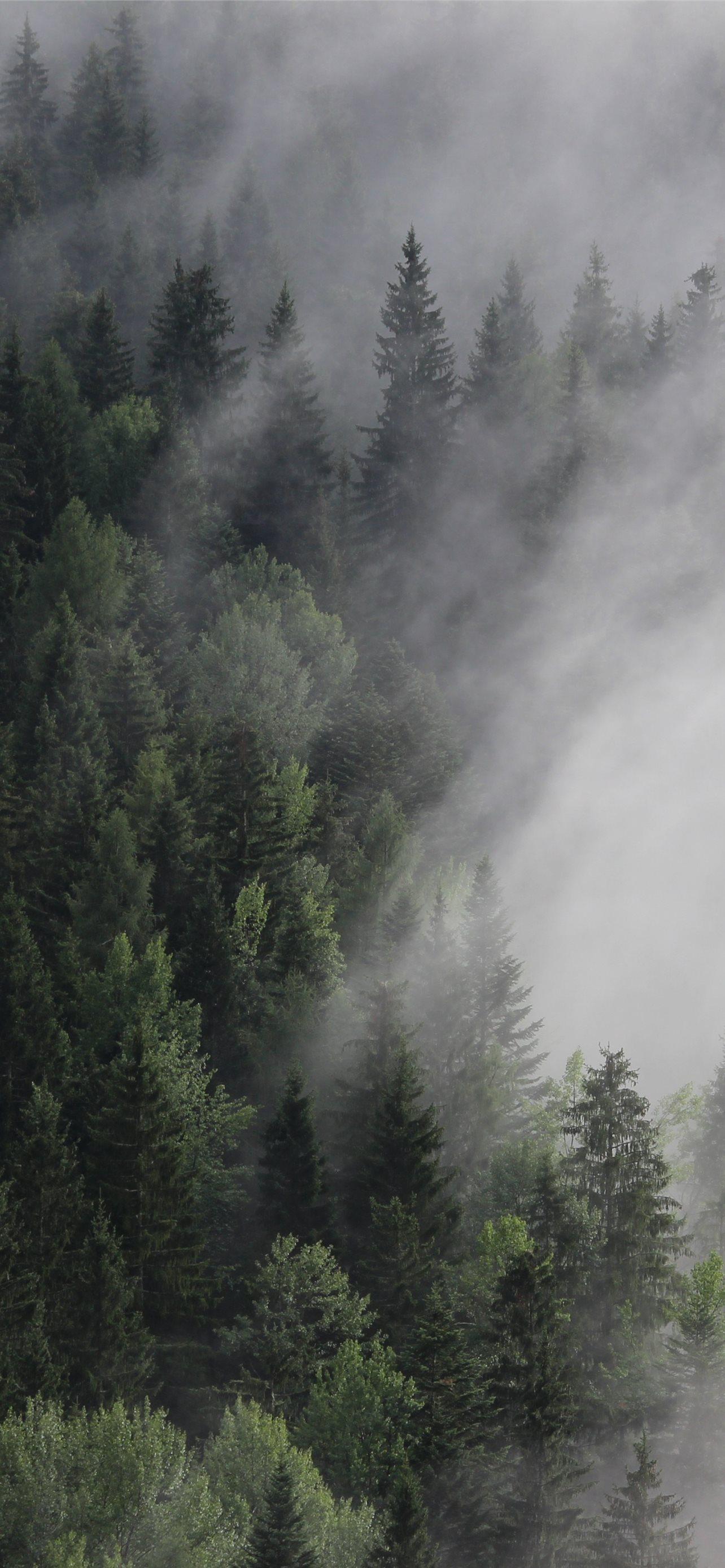 Austria 4k 5k 8k Forest Fog Mist Pines Nature iPhone Wallpaper