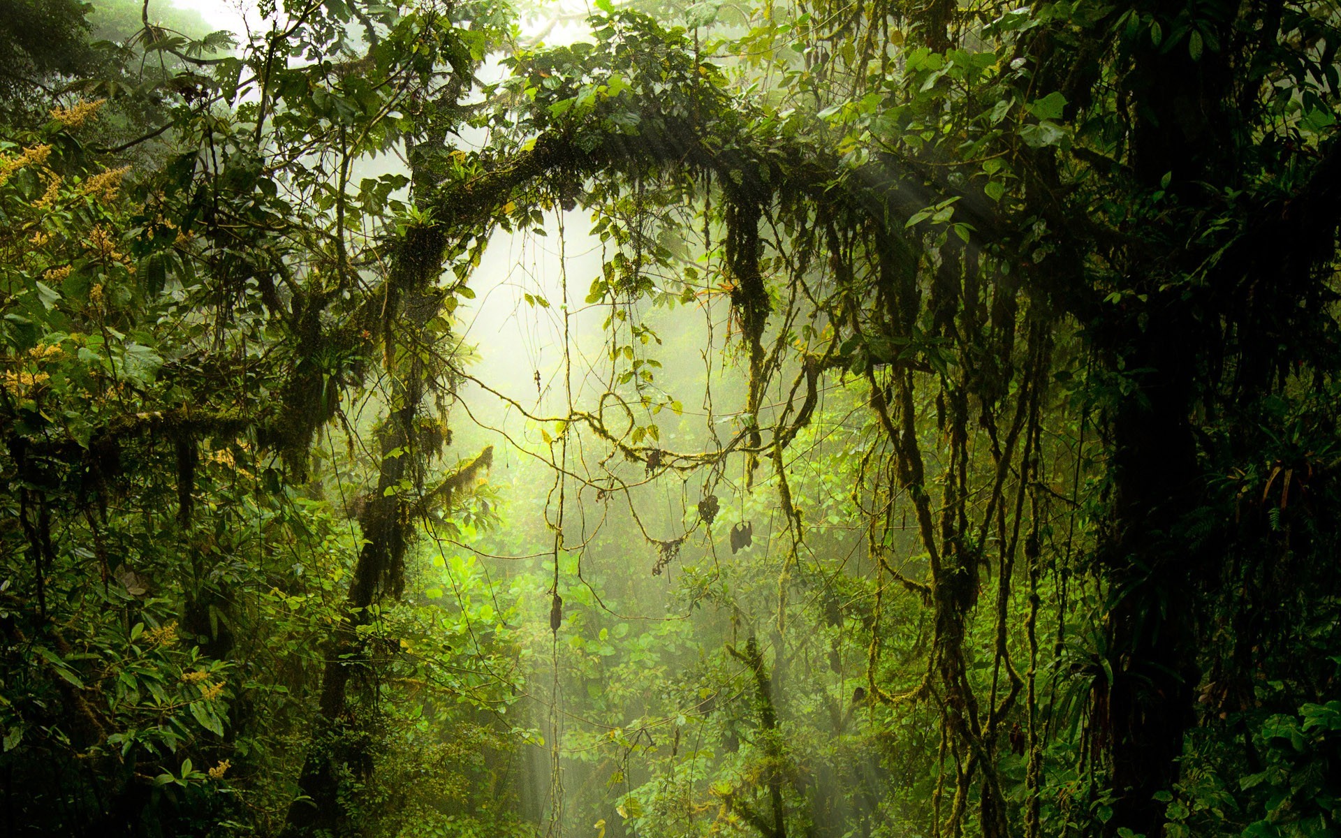 Amazon Forests Monteverde Rainforest Costa In Wallpaper Hq