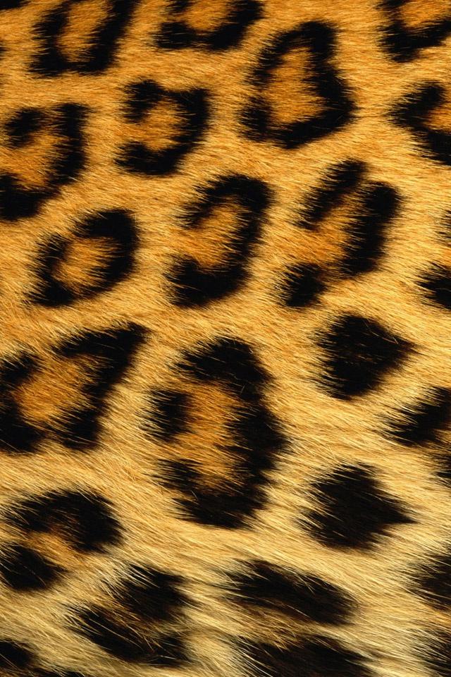 Cute Animal Print Wallpaper For iPhone Leopard