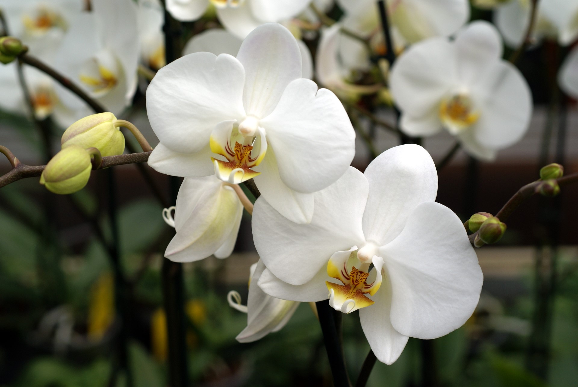 Wedding Flowers White Orchid Wallpaper