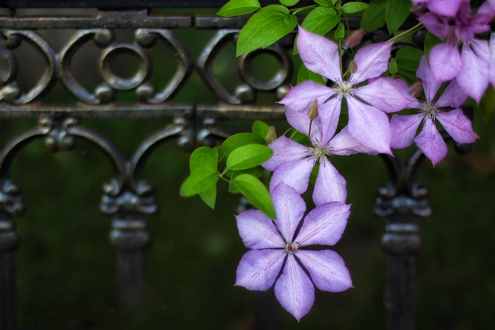 Clematis Lomonos Makro Image Flower Beautiful Purple Pics