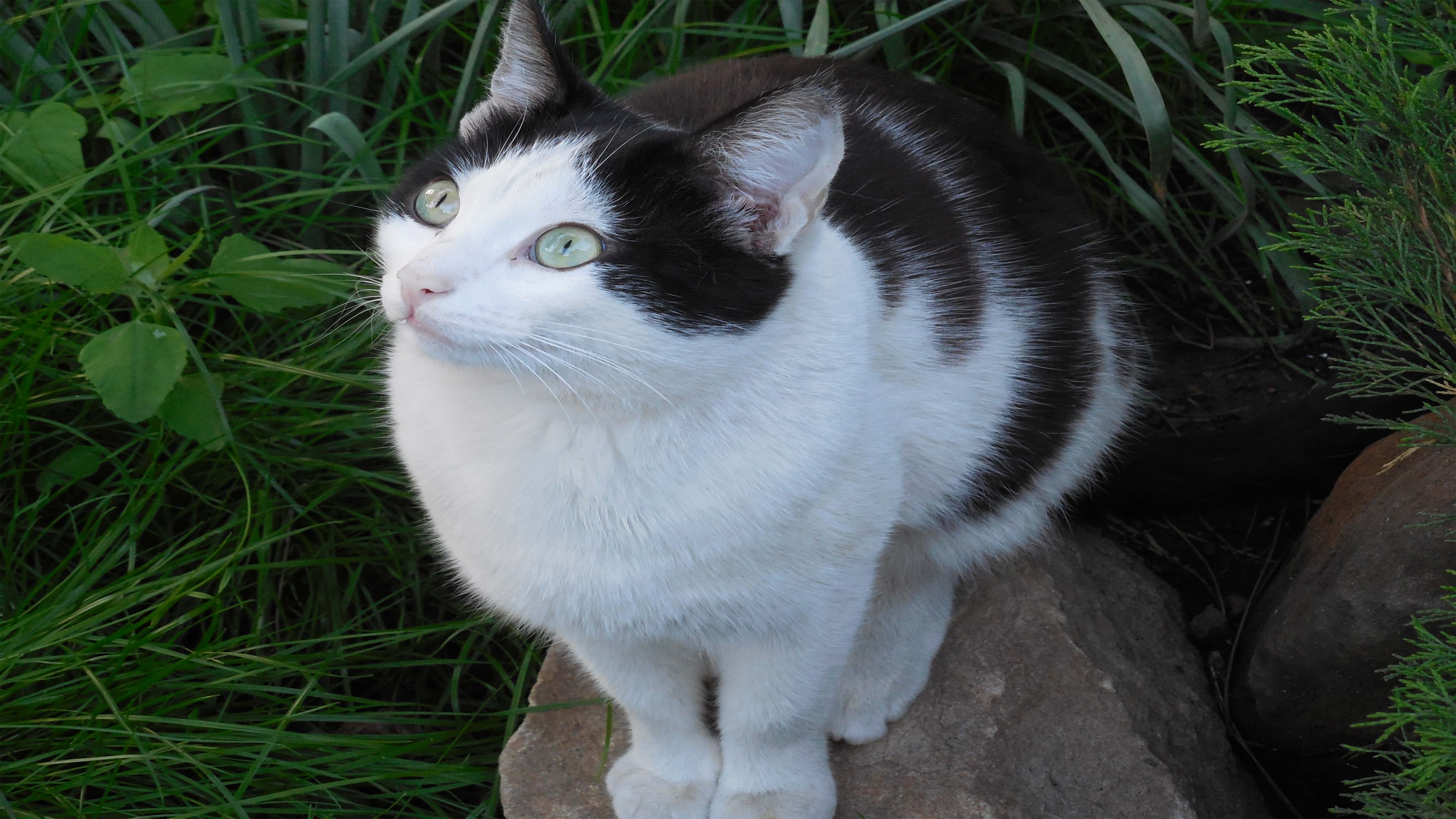 19-black-and-white-kitten-wallpaper-furry-kittens
